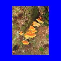 WierdYellowFungus3.jpg